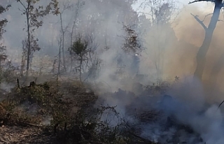 Balya'da orman yangını