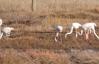 Burhaniye'de 'Flamingo' güzelliği