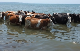 Burhaniye'de sıcaktan bunalan inekler soluğu...