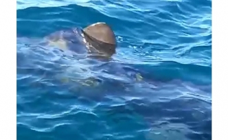 Edremit Körfezinde dev köpek balığı paniğe neden oldu