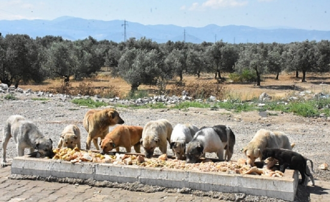 Edremit Belediyesi Sokak Hayvanlarının Yanında