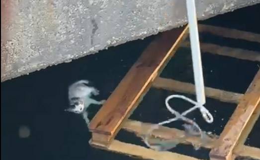 Balıkesir'de denizde kedi kurtarma operasyonu