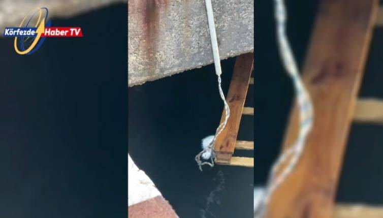 Balıkesir'de denizde kedi kurtarma operasyonu