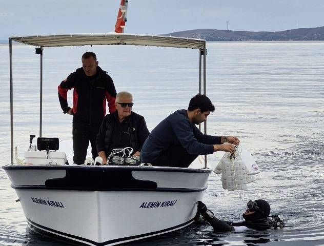 Marmara Adası’nda 400 Yavru Istakoz ve Ana Istakoz Denizle Buluştu
