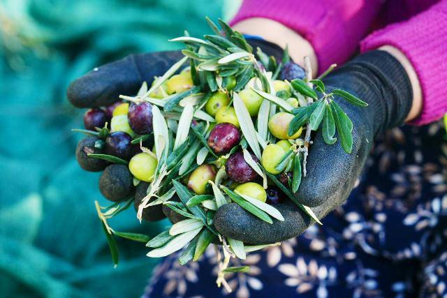 Burhaniye'de Zeytin Hasadı Başladı