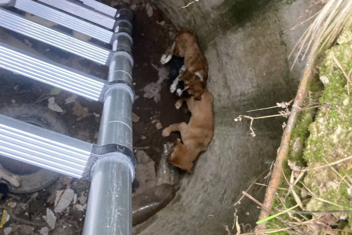 Gömeç’te Yavru Köpekler 5 Metrelik Kuyudan Kurtarıldı!