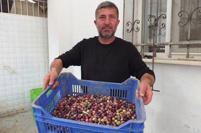 Burhaniye de yeşil zeytin hasadı başladı elekler kuruldu