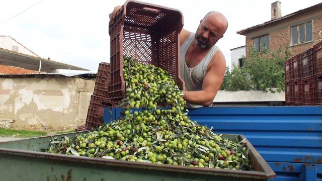 Burhaniye de yeşil zeytin hasadı başladı elekler kuruldu