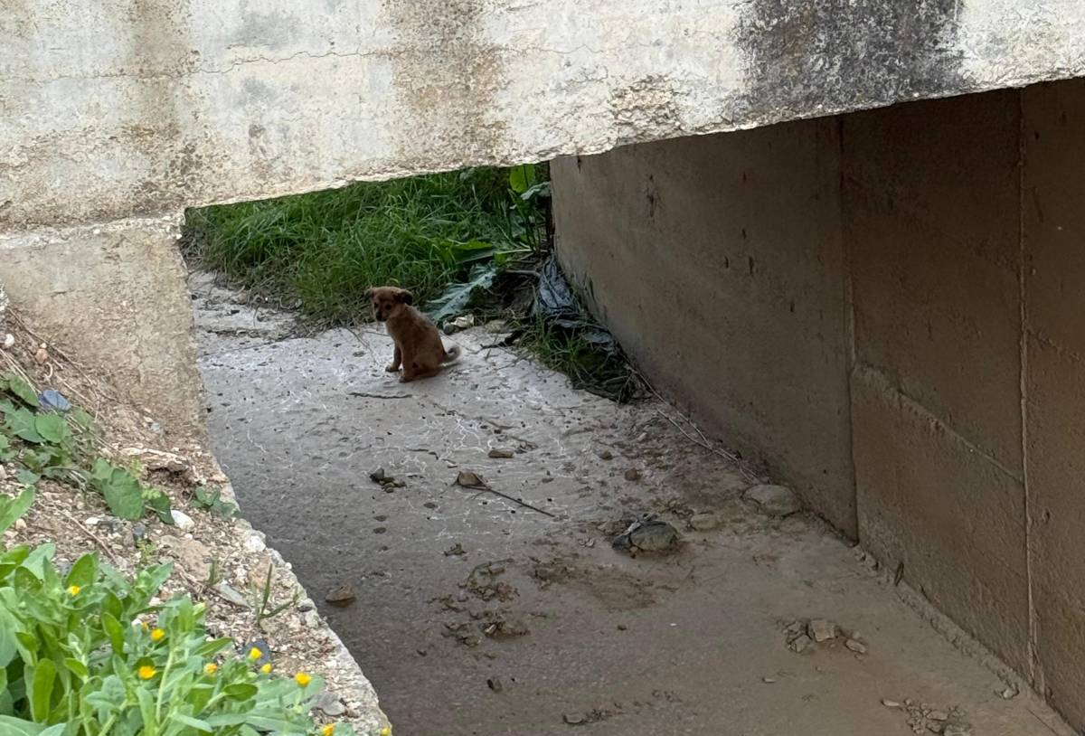 Erdek’te Yavru Köpekleri Kurtarma Operasyonu