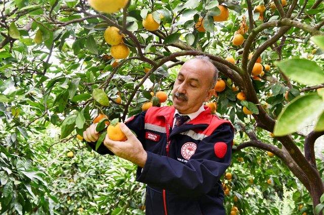 Balıkesir’de Coğrafi İşaretli Havran Mandalinasında Hasat Başladı