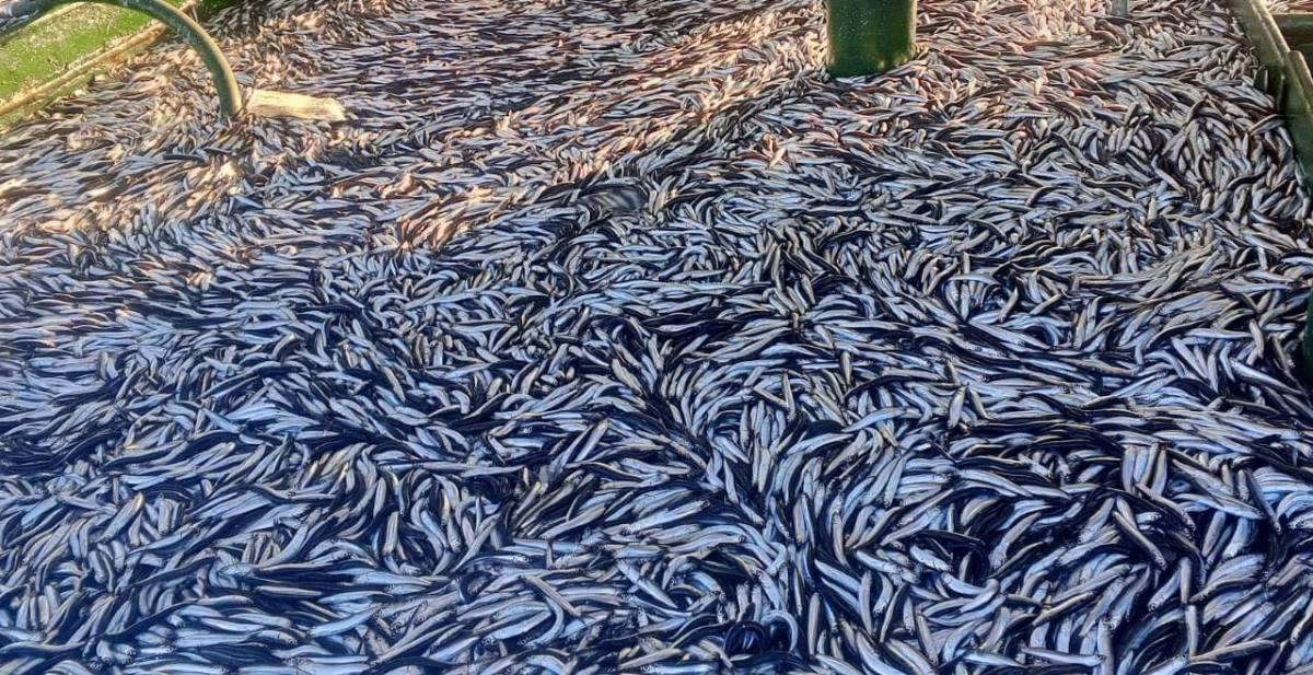 Bandırmalı Balıkçıların yüzü güldü. Marmara Denizi'nde 200 ton hamsi ile döndüler