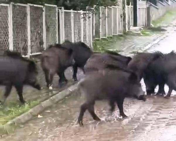 Ayvalık’ta yağmurlu havada aç kalan domuzlar şehir merkezine indi