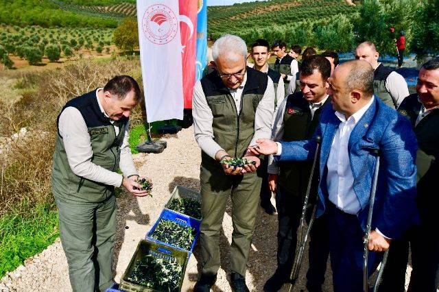 Orman Genel Müdürü Bekir Karacabey, Bandırma'da zeytin hasadı yaptı