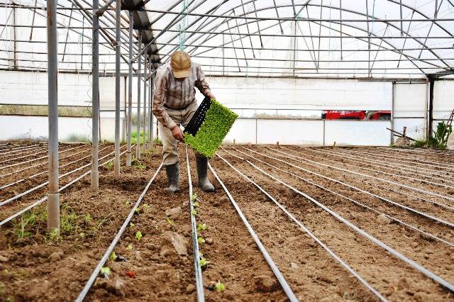 Büyükşehir desteğiyle topraklar bereketlendi