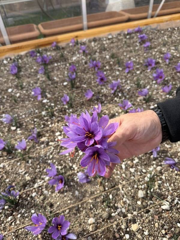 Ülkü Ocakları Genel Merkezi’nin Terasında Safran Hasadı!