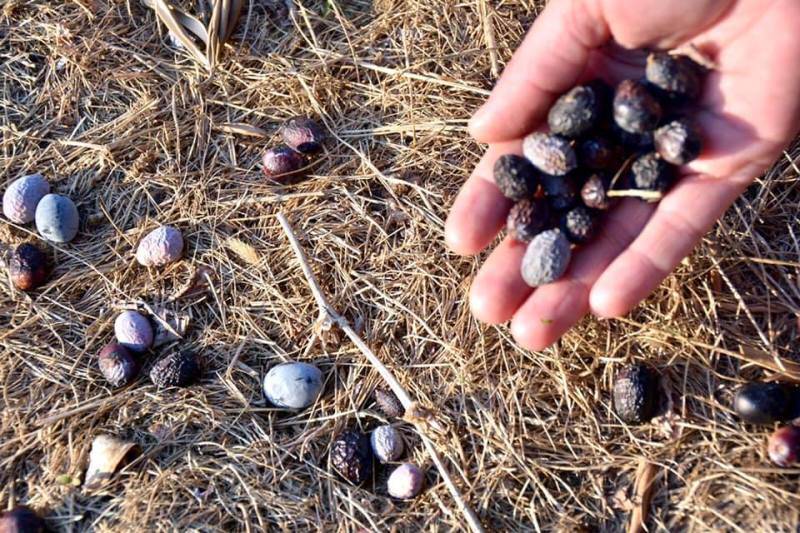 Edremit Ziraat Odası Başkanı Ali Yılmaz Diker: