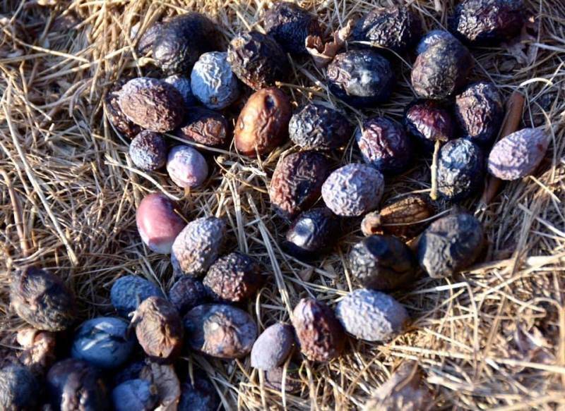 Edremit Ziraat Odası Başkanı Ali Yılmaz Diker: