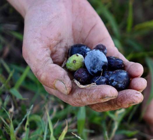 Edremit Ziraat Odası Başkanı Ali Yılmaz Diker:
