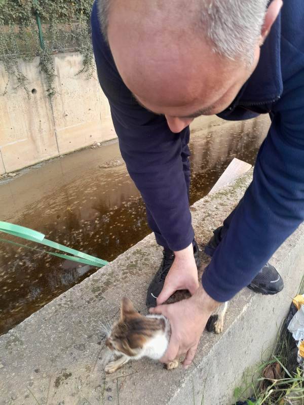 Edremit'te su kanalına düşen kedi kurtarıldı
