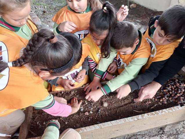 Sonbahar ve Meşe Palamutu Vasiyeti