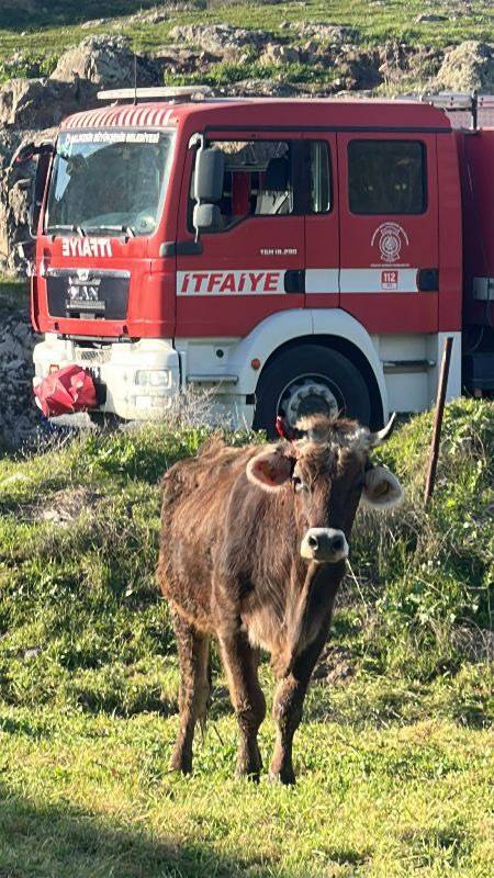 Sındırgı’da Hayvan Kurtarma Operasyonu