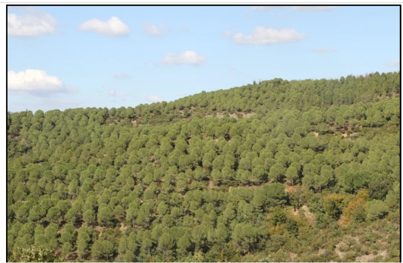 Çevre Derneklerinden Limak Holding’in Altın-Gümüş Madeni Projesine Tepki