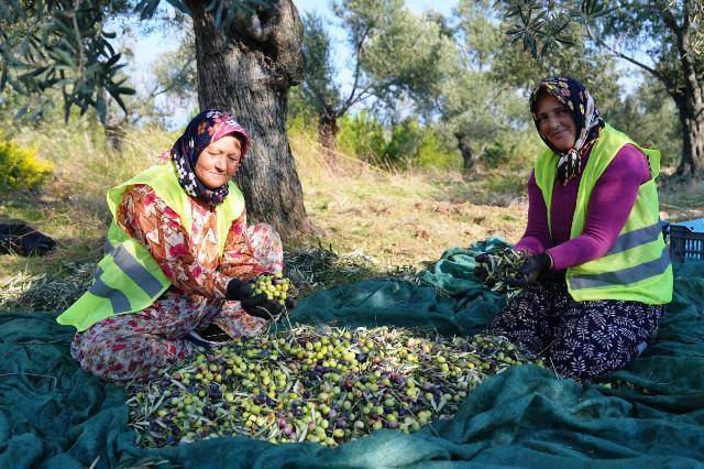 Burhaniye Belediyesi Zeytinyağları Satışa Sunuldu