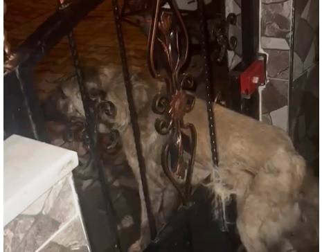 Sındırgı'da can dostu demir korkuluklara sıkıştı, itfaiye yetişti