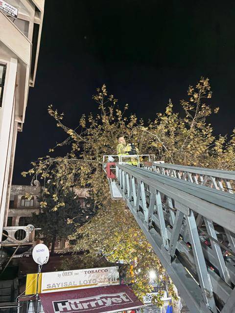 Edremit'te ağaçta mahsur kalan kedi kurtarıldı