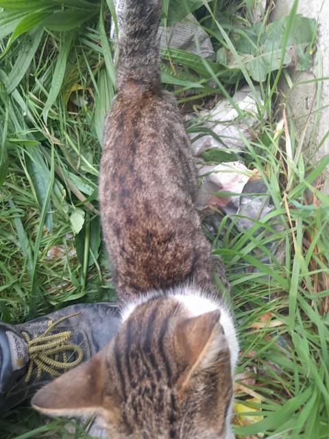 Edremit'te su kanalına düşen kedi kurtarıldı