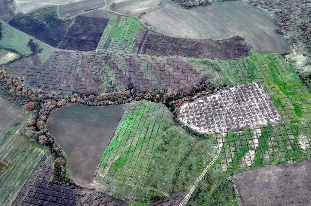 Orman köylüsünün yüzü gülüyor....