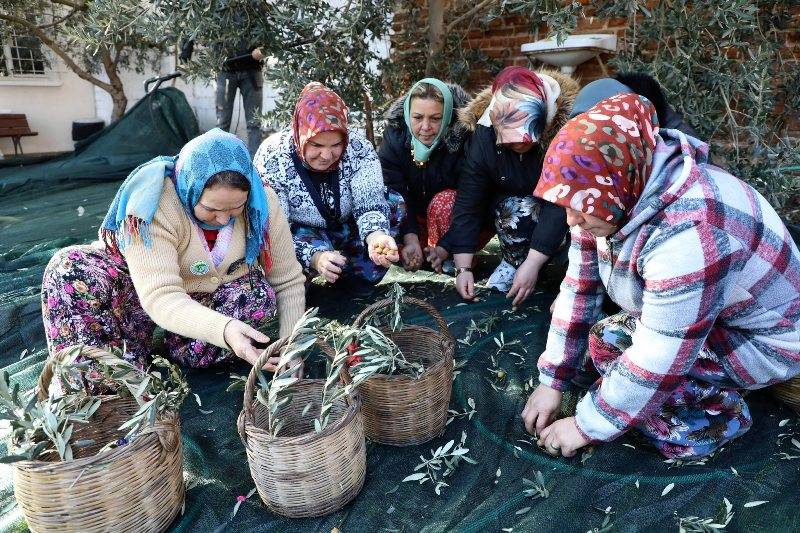 Edremit’te Meci Şenliği coşkusu: Zeytin kokusu sokaklara yayıldı