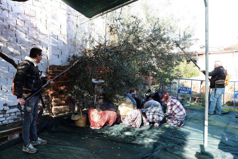 Edremit’te Meci Şenliği coşkusu: Zeytin kokusu sokaklara yayıldı