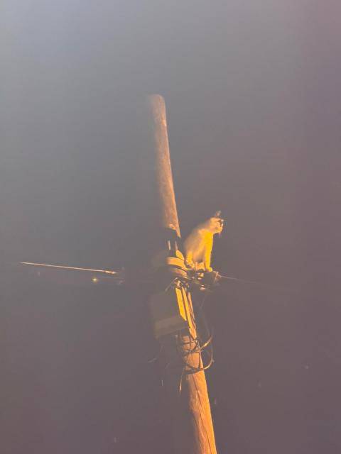 Edremit’te Telefon Direğinde Mahsur Kalan Kedi Kurtarıldı