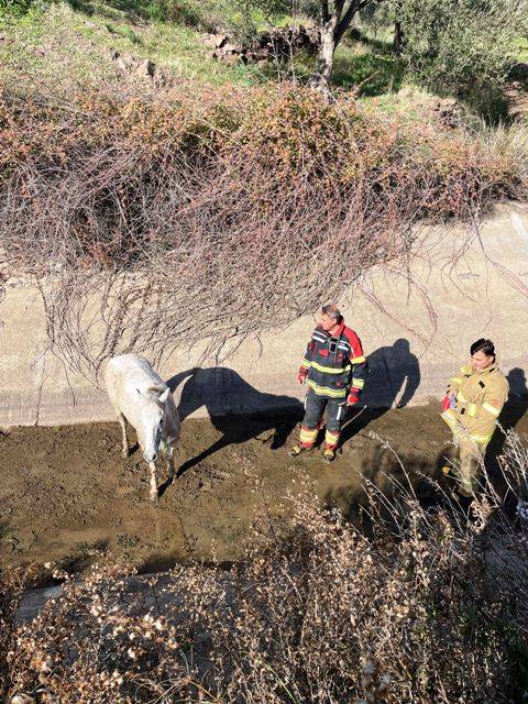 Ayvalık’ta İtfaiyeden At Kurtarma Operasyonu