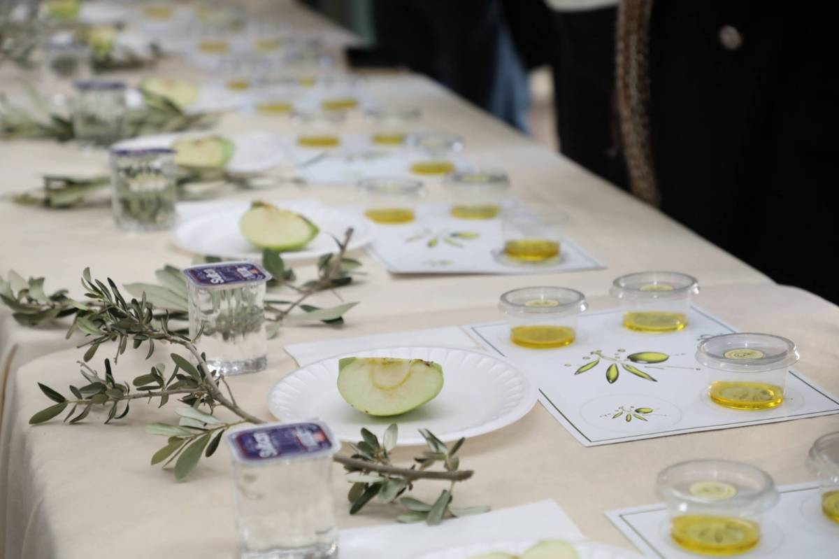 “Meci” ile zeytin kültürü gelenekten geleceğe taşındı