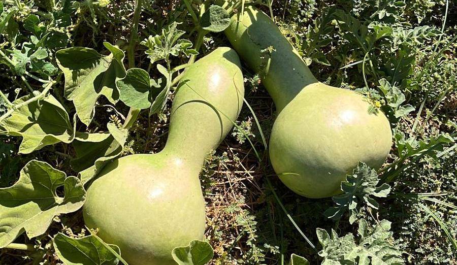 Balıkesir Büyükşehir Belediyesi, Ata Tohumları ile envanterini güçlendiriyor