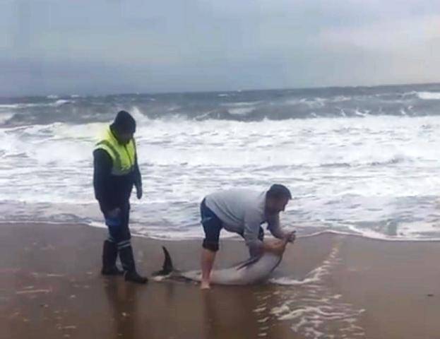 Ayvalık’ta Olumsuz Hava Koşulları Nedeniyle Karaya Vuran Yunusu Vatandaşlar Kurtardı