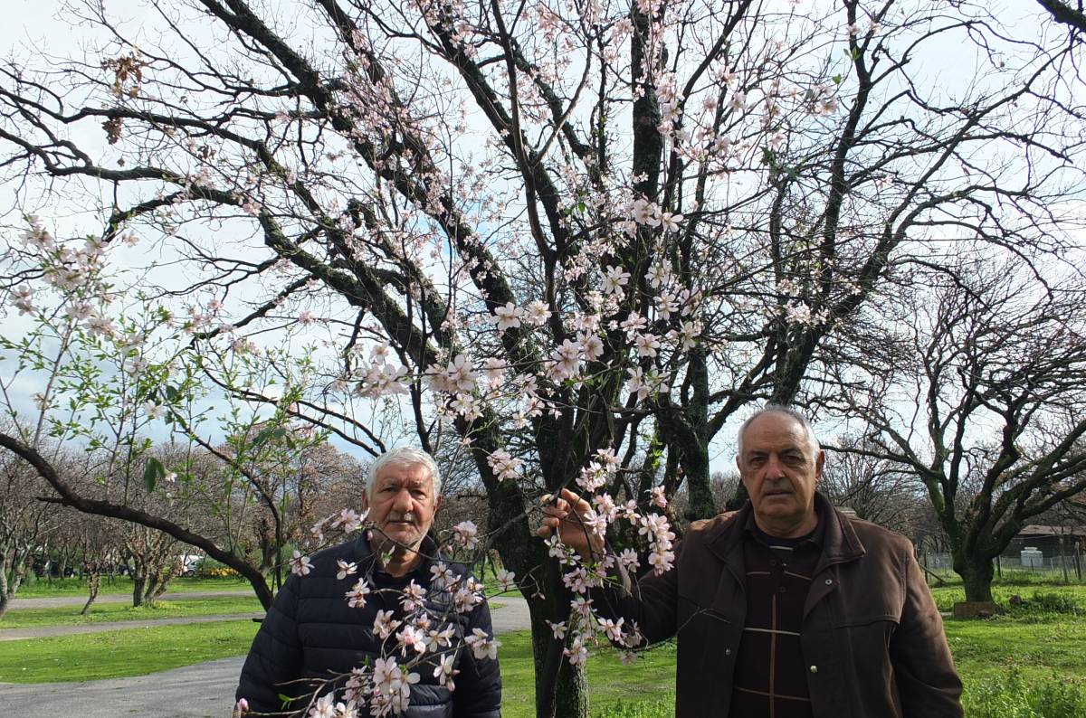 Burhaniye'de bademler çiçek açtı