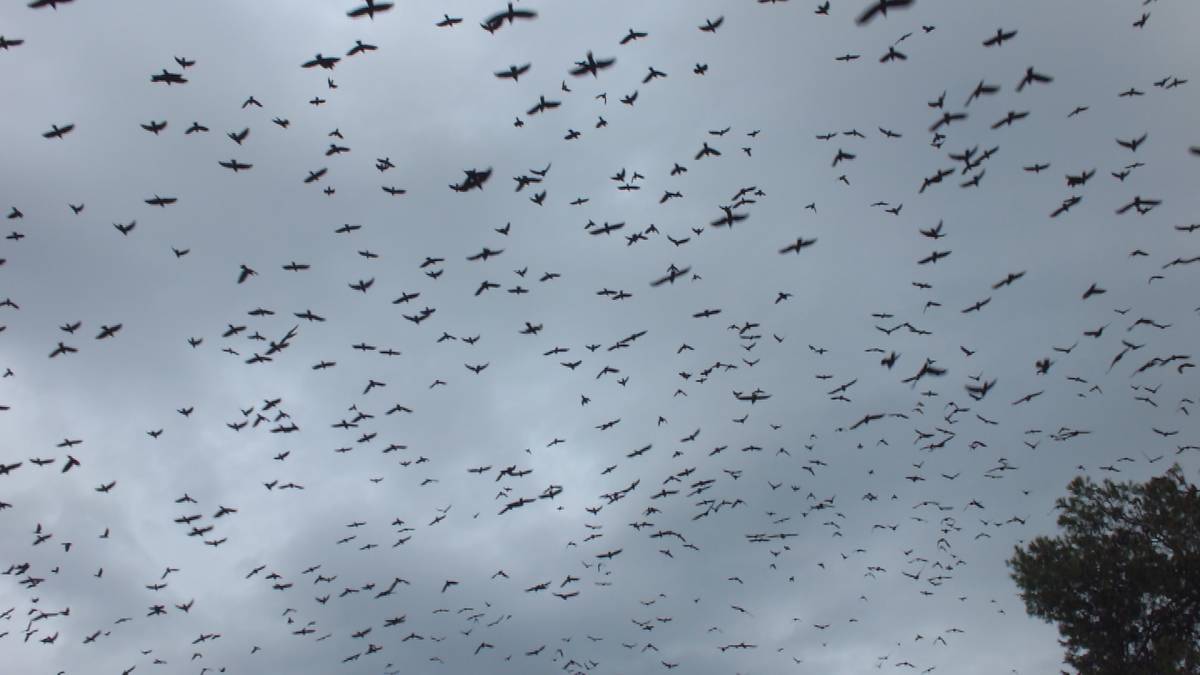 Burhaniye'de kargaların dansı ilgi gördü
