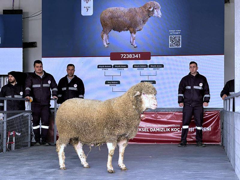 Bandırma'da damızlık koçta rekor satış