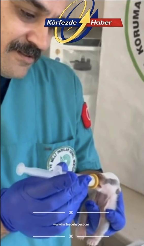 Burhaniye’de Bulunan Porsuk Yavrusu Koruma Altına Alındı