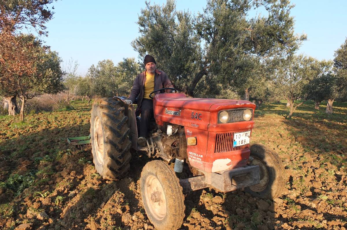 Burhaniye’de zeytinliklerde sürüm başladı
