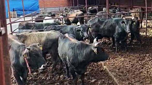 Havran'da Kurban Pazarlığı Nefes Kestirdi