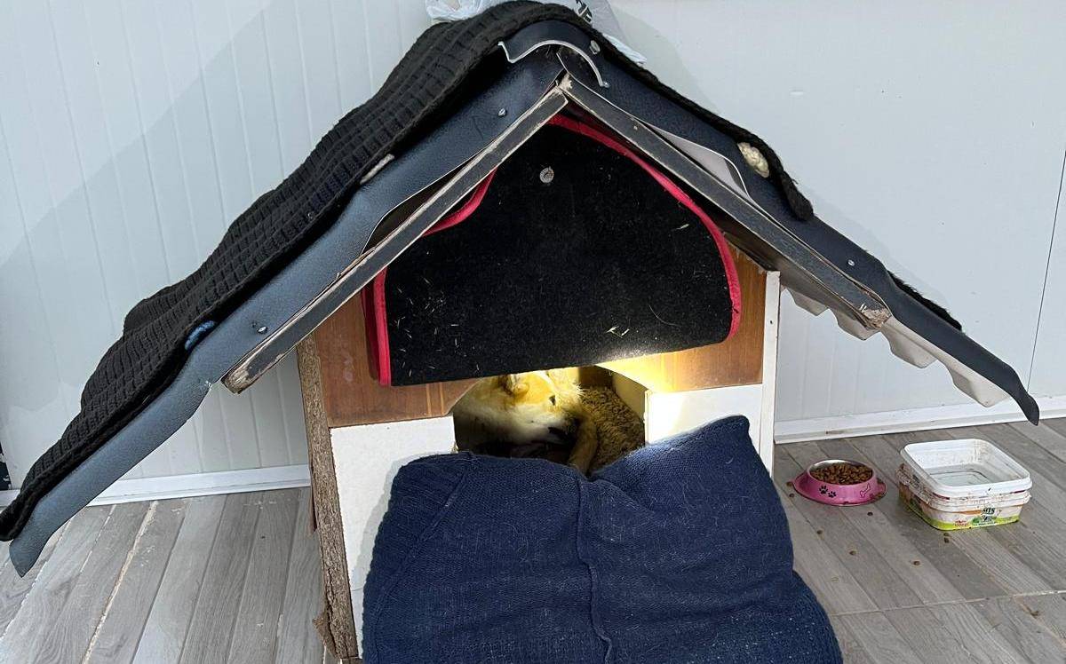 Gömeç’te mahsur kalan yavru köpek kurtarıldı