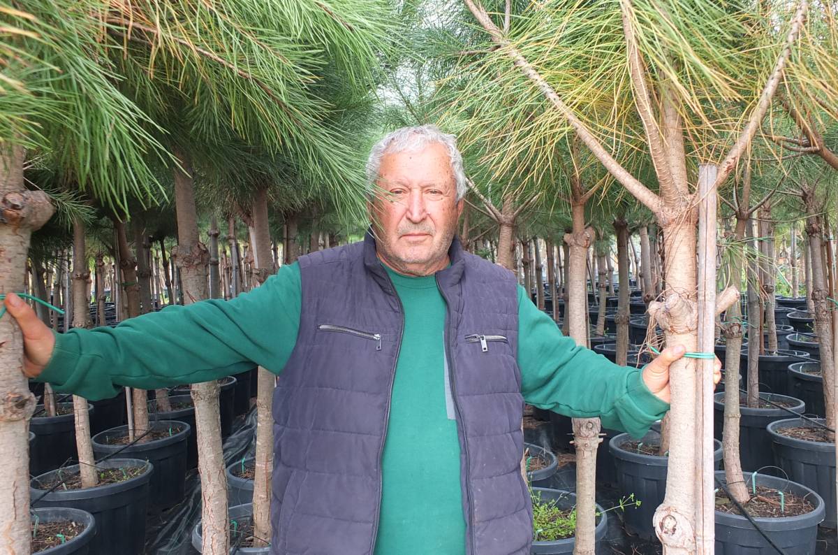 Burhaniye’de Emekli Banka Müdürü Fıstık Çamı yetiştiricisi oldu