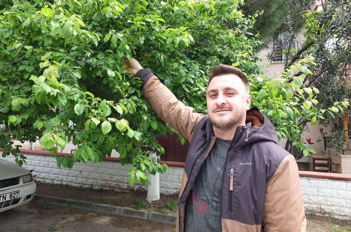 Burhaniye’de ilk erik hasadı yapıldı