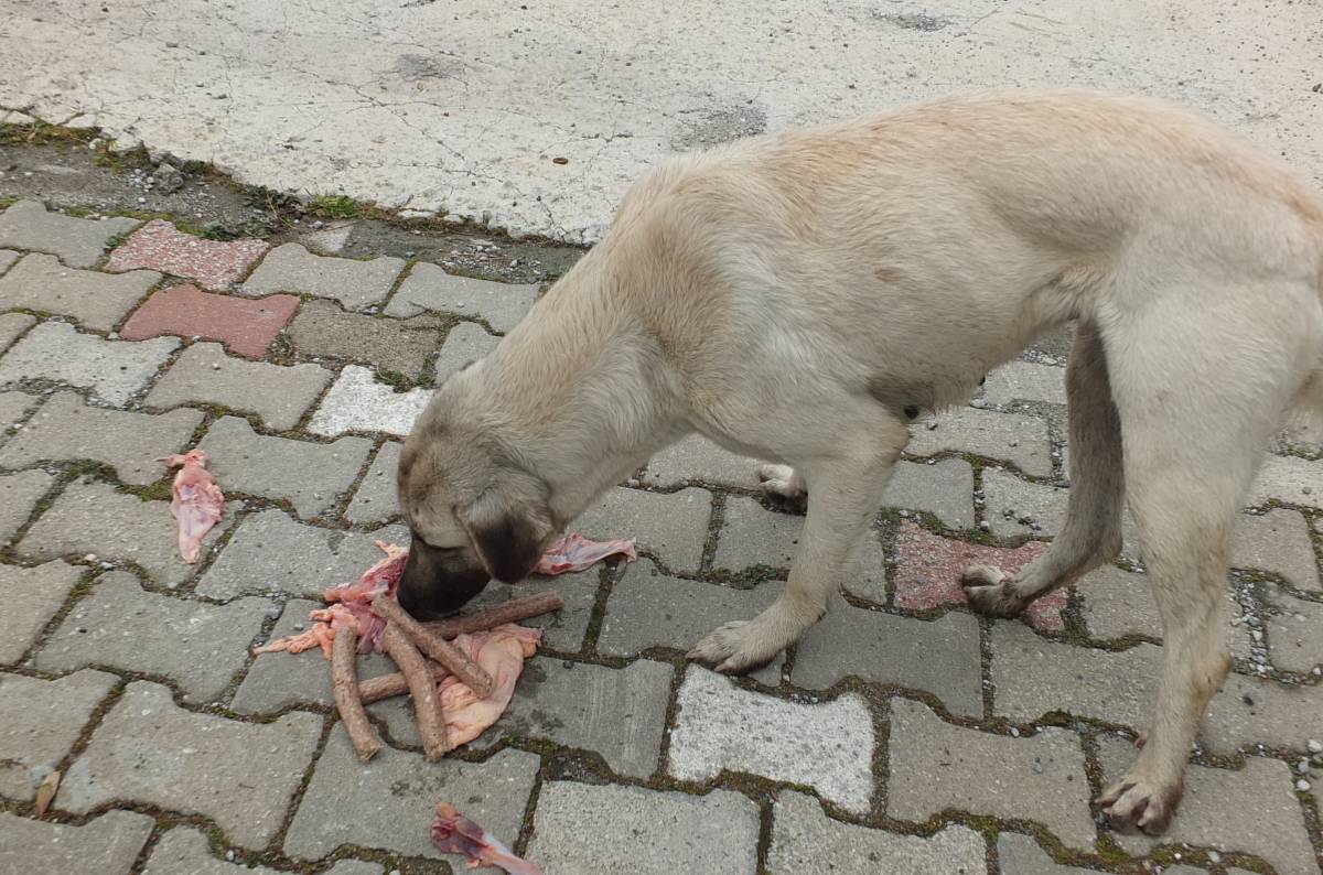 Edremitli genç 5 yıldır sokak köpeklerini besliyor