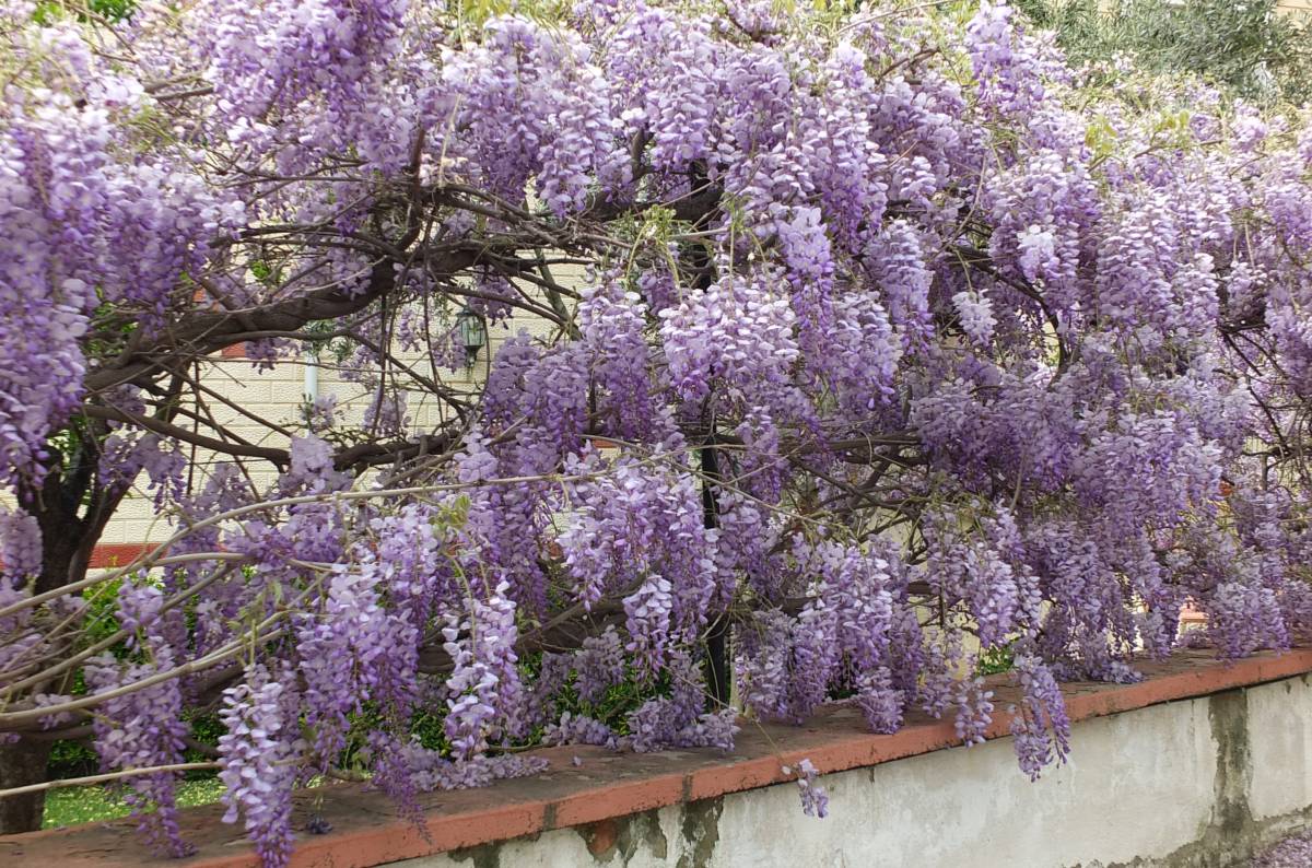 Burhaniye’de mor salkım güzelliği başladı