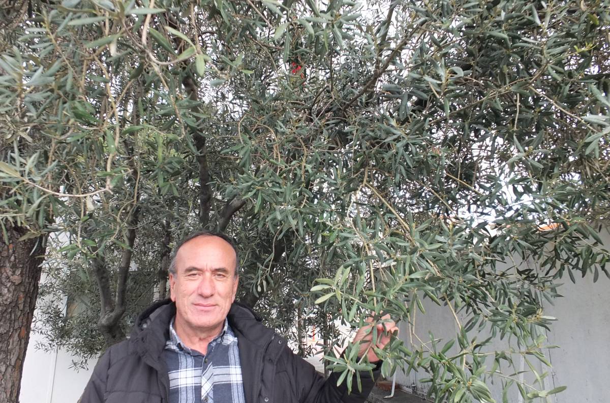 Burhaniye’de Nisan yağmurları zeytincileri sevindirdi